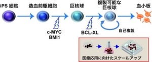 iPS細胞技術で輸血に必要な大量の血小板を5日間で用意可能に - 京大CiRA