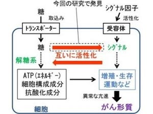 糖代謝の異常な亢進は細胞のがん化を促進する可能性 - 北大など