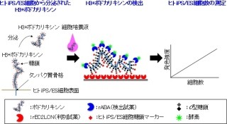 産総研など、残存する未分化のヒトiPS/ES細胞を簡便に検出する技術を開発