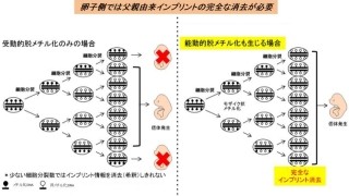 TMDUなど、「始原生殖細胞」における「能動的DNA脱メチル化」を究明