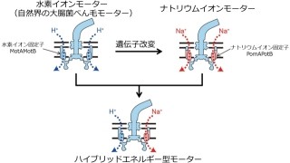 水素とナトリウムのどちらでも動くハイブリッド分子モータ - 法政大など