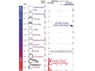 遺伝子発現させるプロモータに作用する仕組みは卵と胚由来の2種類 - 理研