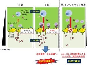 抗α9インテグリン抗体の投与が炎症反応を軽減させる - 北大