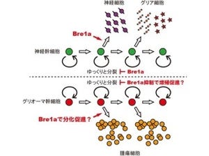 エピゲノム修飾因子「Bre1a」が神経幹細胞の増殖と分化を制御 - NIPSなど