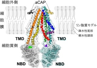 京大など、がんが多剤耐性を獲得する仕組みの一端を解明