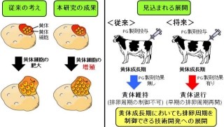 妊娠の成立と維持に必要な黄体の成長は細胞の肥大と増殖だった - 岡山大