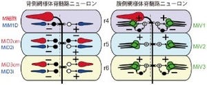 名大、脳内の歩行や遊泳などの運動に関わる神経回路を解明