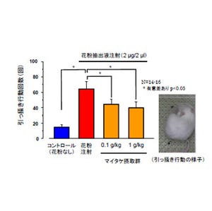 マイタケに花粉症の症状を改善させる可能性 - ホクトと富山大が確認