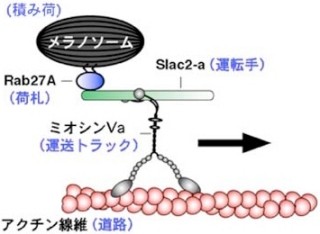 東北大、小胞「メラノソーム」上にタンパク質送り届けられる新技術を開発