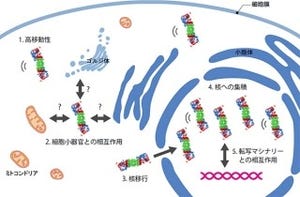 東京都医学研など、「プロテアソーム」が完成後に核内に運ばれることを解明