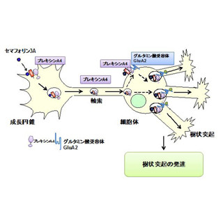 神経回路はどうやって形成されるのか? - 横浜市大が新たな仕組みを発見