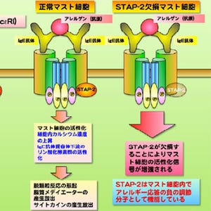 北大、アレルギー応答を調節する新たな細胞内タンパク「STAP-2」を発見