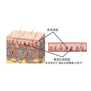 肌の色ムラや弾力の低下は真皮乳頭構造の個数減少によるもの - ポーラ化成
