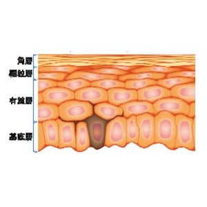 ポーラ化成、有用素材を肌の最深部まで届ける技術を開発