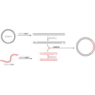 簡単な操作でDNAの切断や連結を可能とする技術 - 理研が開発