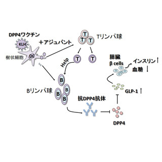 年に数回の摂取で糖尿病が治療できる? -阪大、DPP-4機能素材ワクチンを開発