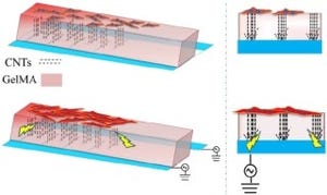 東北大、CNTを用いて細胞培養シート内に電気の通り道を作ることに成功