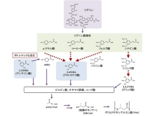 樹木の細胞壁に含まれる「リグニン」を原料にバイオプラスチック合成 -理研