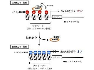 愛媛大など、老化に伴う免疫機能異常のメカニズムの一端を解明