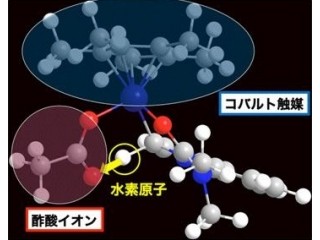 東大など、コバルト+酢酸イオンでロジウム触媒を上回る高機能触媒を開発