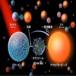 国立がん研など、わずかな血液だけで大腸がんを発見できる診断法を開発