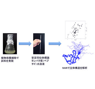 タバコでタンパク質作る新技術開発