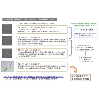 理研の笹井氏が会見 - STAP論文にかかる8つの疑問を説明