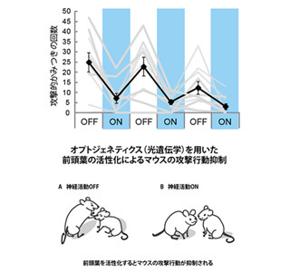 攻撃行動を抑える前頭葉の働き解明