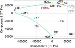 ヒトiPS細胞は「原条」細胞に似た構造を経て初期化される - 京大CiRA