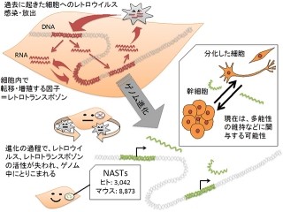 理研、新発見のncRNAが多能性の維持に関与している可能性があることを発見