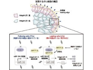 名大、がん細胞の集団が周辺組織に浸潤する分子メカニズムを解明