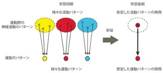 JSTなど、運動野の神経活動を可視化することにマウス実験で成功