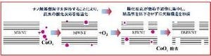 東工大、燃料電池などに応用可能な多層CNTの高い触媒活性を発見