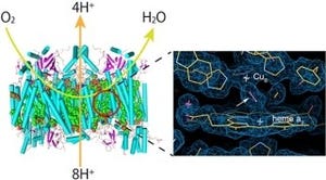 理研など、SACLAでの「フェムト秒X線レーザー結晶構造解析法」の開発に成功