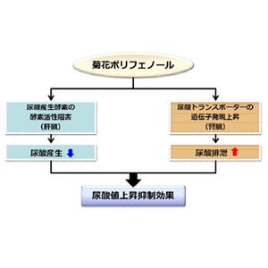 菊花ポリフェノールの尿酸値上昇抑制効果の仕組みを解明 - カネカ