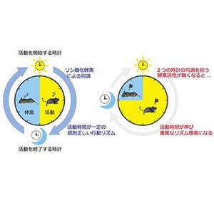 カルシウムによる体内時計調節を解明