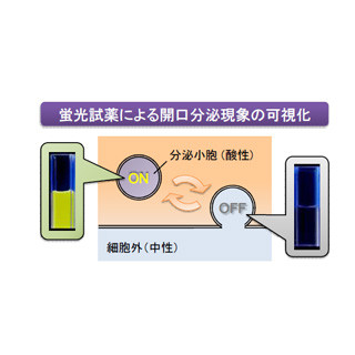 東大、アレルギー治療に応用できる可能性がある蛍光試薬を開発