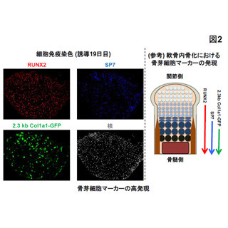 低分子化合物を用いて多能性幹細胞から骨芽細胞を高効率に作製 - 東大