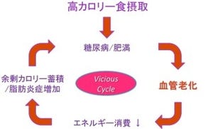 血管老化が筋肉のエネルギー消費を阻害し糖尿病の悪化に - 新潟大など