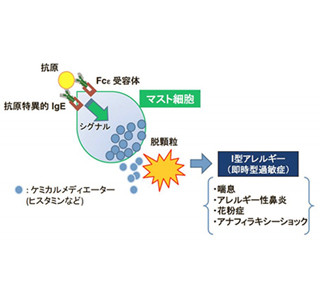 アレルギー物質放出の仕組みを解明