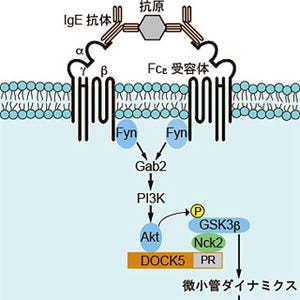 アレルギー反応は防げるようになる? - 九大、アレルギー反応の仕組みを解明