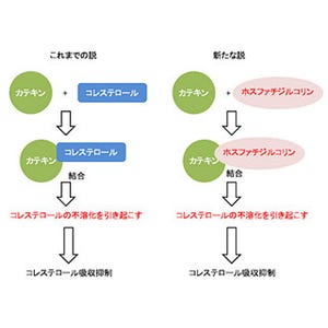 伊藤園など、茶カテキンのコレステロール吸収抑制メカニズムの一部を解明