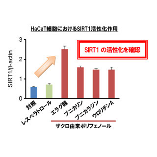 「ザクロエキス」には皮膚老化抑制/脂肪肝抑制作用がある - 森下仁丹