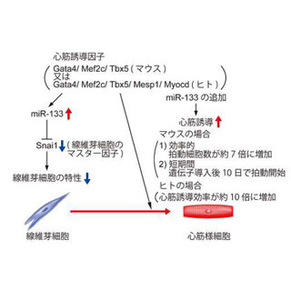 慶応大、iPS細胞を用いない短期間かつ効率的な心筋細胞直接作製法を開発