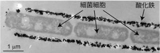 岡山大、微生物が作る酸化鉄でスマホなどの電池特性が向上することを発見