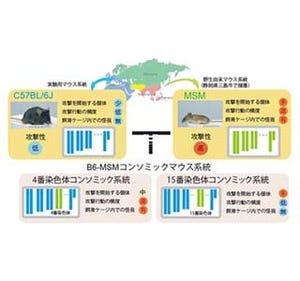 攻撃行動促す染色体をマウスで発見