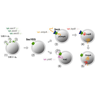 多機能な人工細胞の実現に期待 - 東工大、機能性細胞膜の合成に成功