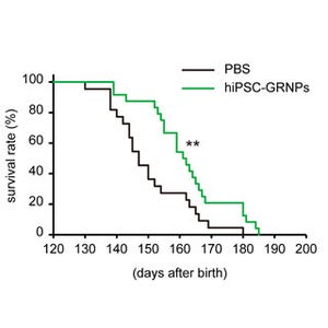 京大CiRA、iPS由来細胞の移植でALSマウスの生存期間延長に成功