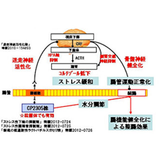 乳酸菌菌体そのものが整腸効果を生み出す - カルピスが確認