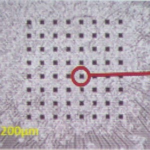 NEDOなど、iPS細胞を活用した心筋用医薬品副作用高精度予測システムを開発